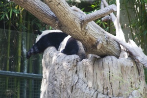 316-5037 San Diego Zoo - Giant Panda 'Yun Zi'